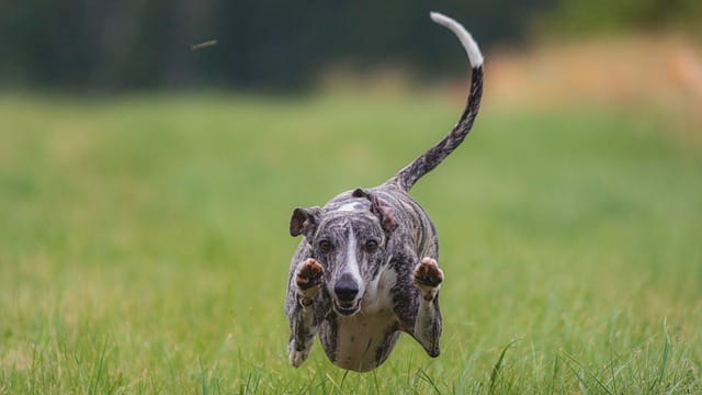 tips and tricks for training any dog