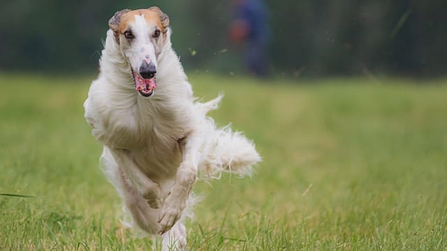 what it takes to properly train your dog