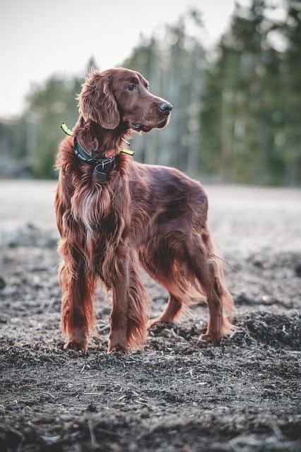 hitting and spanking a dog the wrong way to train