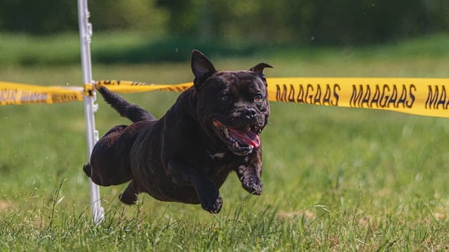 proven methods of effective canine training