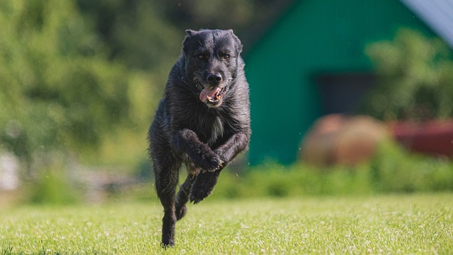 start training your dog today with this great advice