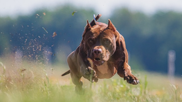 stop struggling when it comes to training your dog now