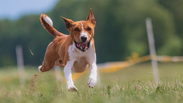 dog behavior problems solved with easy training techniques