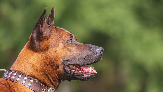 how to improve the behavior of any dog