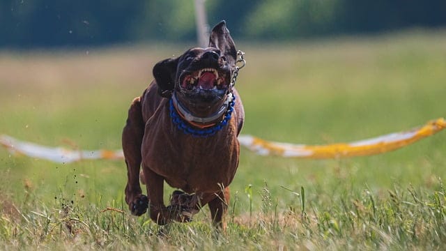 taking the frustration out of working with your dog