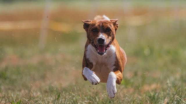 the best training your dog advice in one simple article