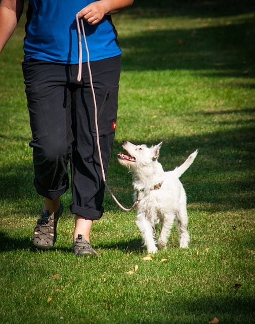 tried and true techniques on canine training