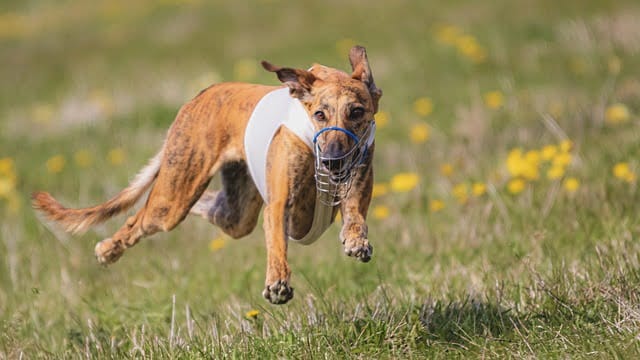 use these tips for your canine training needs