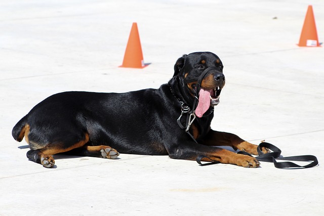 the beginners guide to training your dog