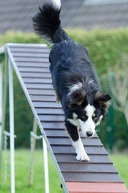 advice to help make training your dog easier