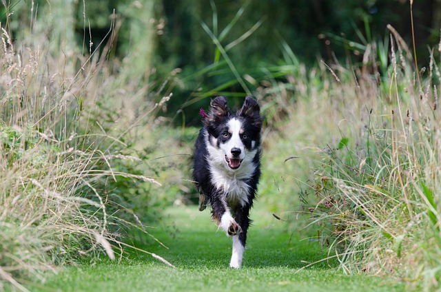 the beginners guide to training your dog