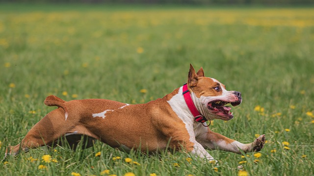 help your dog become happy and obedient with these quick tips