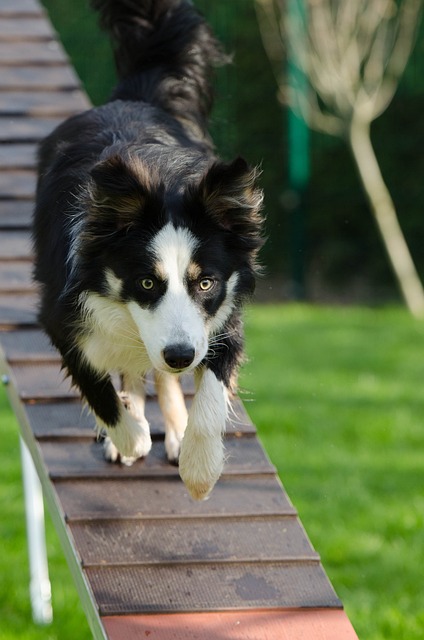 training your dog does not have to be hard