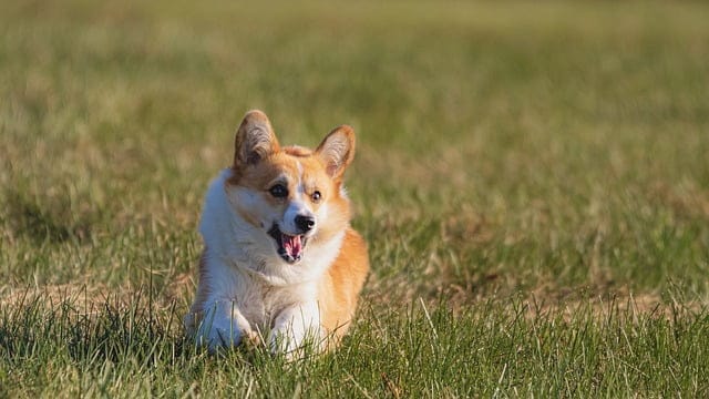 electric shock collars and dog training