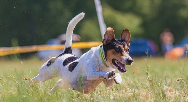 training your dog simply and easily