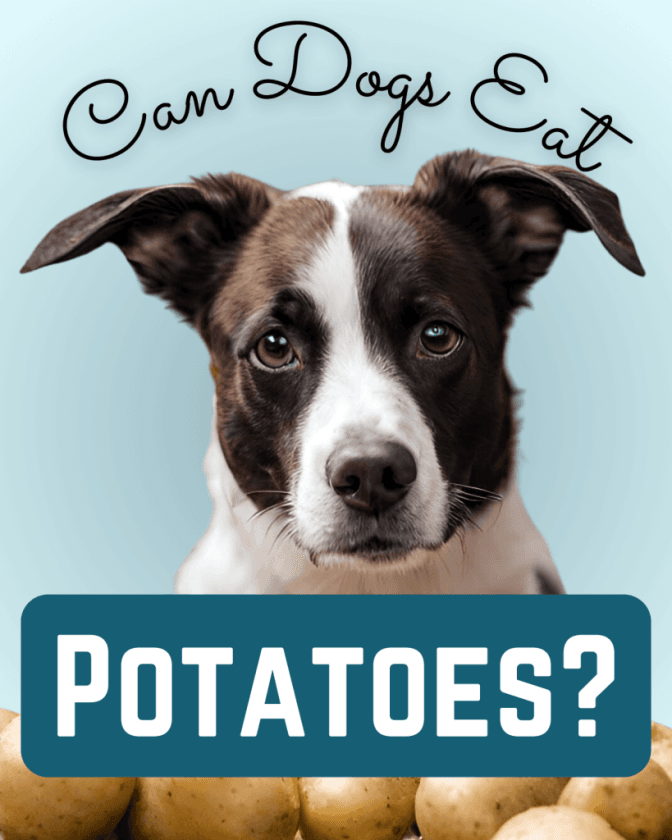 can dogs eat potatoes 12 tips for perfect potatoes for pups