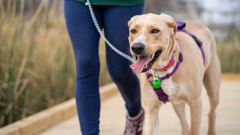 dog behavior specialist in kansas city 7 ways that a leash can be helpful in developing a relationship