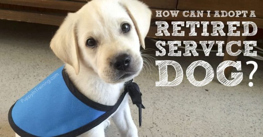 how to adopt a failed service dog