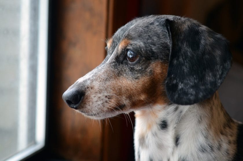 how urgency and expectations can hurt dogs with separation anxiety