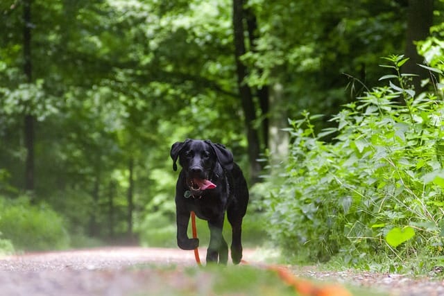 how to train any dog any time