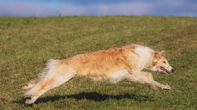 how to train your dog quickly and efficiently