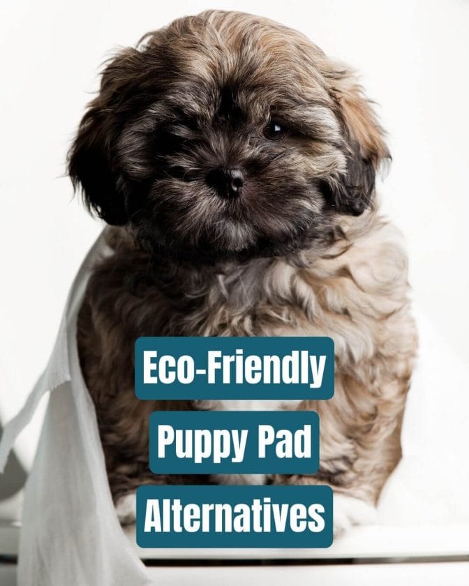 puppy pad alternatives eco friendly and affordable solutions