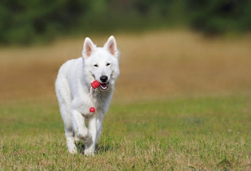 swiss shepherd dog dog white animal 46523 1