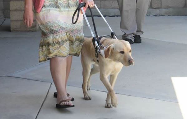 the ultimate list of guide dog schools in the united states and canada