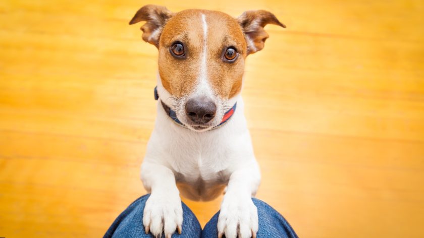 a kansas city dog trainer near me gives 3 tricks for busy families to train dogs