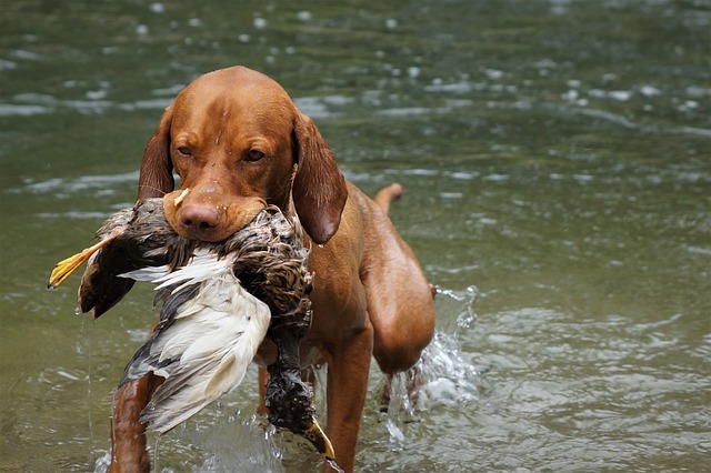 be well educated with these tips on puppy training