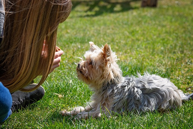 training a dog correctly